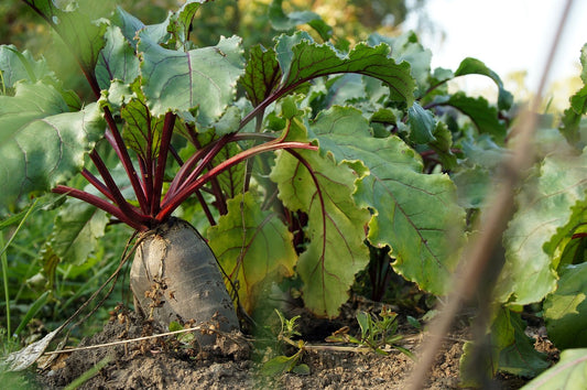 Five Vegetables to Get Your Fall Garden Started!